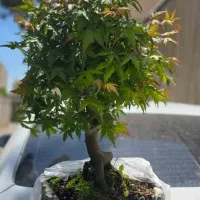 گل افرا