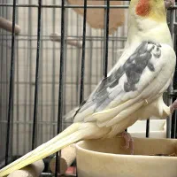 عروس هلندی نر لوتینو دوکت و سینامون اماده کارداده