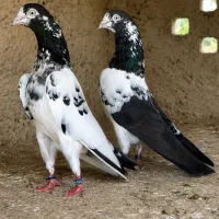 کبوترپاکستانی