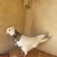 کبوتر طوقی الماسی