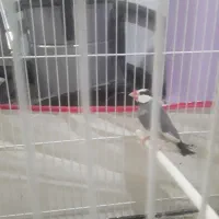 فنچ نرگسی مولد|پرنده|کاشمر, |دیوار