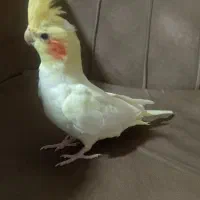 دوتا پرنده سالم دستی سرلاک خوردن الان دون خور