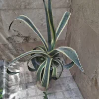 حراج گل