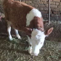 گوساله نر سیمینتال