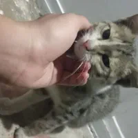 گربه خیابانی