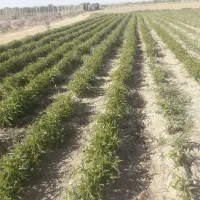 فروش ویژه نهال