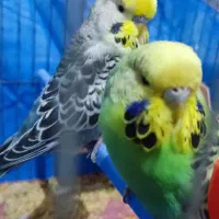 مرغ عشق انگلیسی