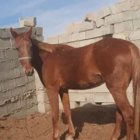 مادیان ۳ساله سرحال