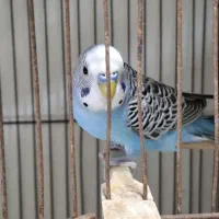 مرغ عشق مولد