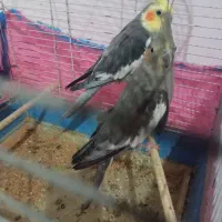 عروس هلندی|پرنده|رشت, نخودچر|دیوار