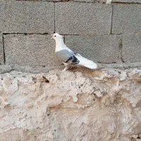 کبوتر بوشهری اصیل