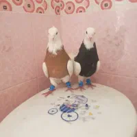 دو جفت کفتر خوب|پرنده|شیراز, کوشک میدان|دیوار