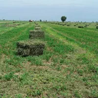 زمین کشاورزی(برقی،قطره ای) بلند مدت و کوتاه مدت