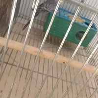 پرنده|پرنده|فسا, |دیوار