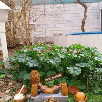 هفت سین و دکوری