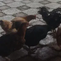 مرغ تخم گذار