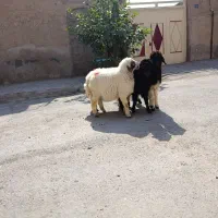 بره جهت فروش جفتی 135/000/000|حیوانات مزرعه|اهواز, منازل کارون|دیوار