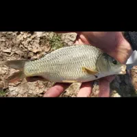 بچه ماهی پرورشی کپورطلایی و آمور . اسپلش