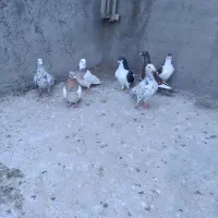 کبوتر 7 عدد|پرنده|ضیاء آباد, |دیوار