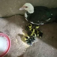 یک اردک ماده شوروی همراه با 7تا جوجه