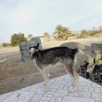 واگذاری سگ اسکی نر|سگ|رودان, |دیوار