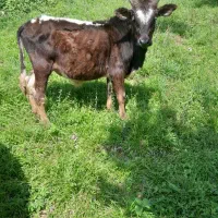 ورزا کوله چالوسی