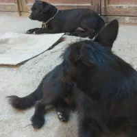 ۲عدد سگ نژاد اصیل