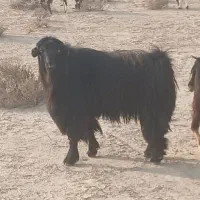 فروش ۱۰پازن