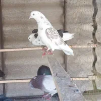 کبوتر دورنگ