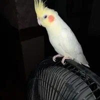 جفت عروس هلندی|پرنده|مشهد, سجادیه|دیوار