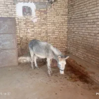 هنر خوب باری جوان|حیوانات مزرعه|کلیائی, |دیوار