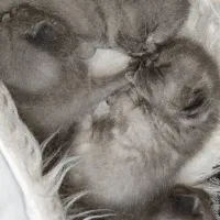 گربه اسکاتیش