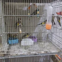 سهره نر و ماده