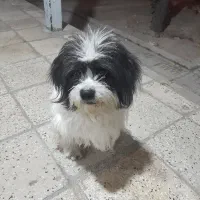 سگ گمشده|حیوانات|گیلان غرب, |دیوار