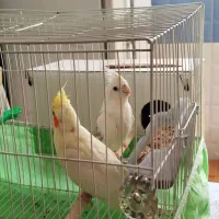 انواع عروس هلندی سخنگو و دستی