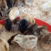 فروش جوجه ۷روزه گلپایگان