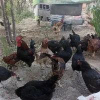 فروش مرغ خانگی