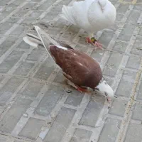 کفتر‌شازده مفت