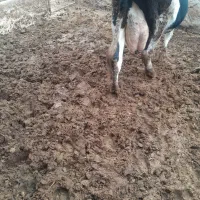 گاو شیری ۳۰ کیلو شیر