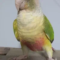 گرینچک دستی وسخنگو وعروس لوتینو ماده