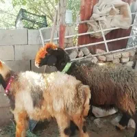 فروش میش بره کهره بز شیشک بختیاری شهر کردی|حیوانات مزرعه|کوار, |دیوار