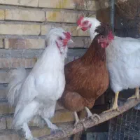 مرغ و خروس