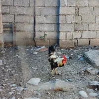 خروس محلی صابونی