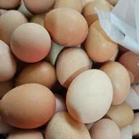 تخم مرغ محلی ارگانیک|خوردنی و آشامیدنی|تهران, مرزداران|دیوار