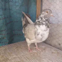 کفتر پرشی پتی واله