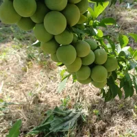 فروش درختان خوشه ای|خدمات باغبانی و درختکاری|اصفهان, فرودگاه|دیوار