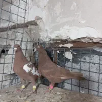 یک ابلغ افغانی با یک سورخ کرمانی