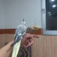 عروس هلندی مولد