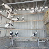 کفتر طوقی کرمانشاهی