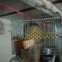 قفس قناری سهره وطرقه